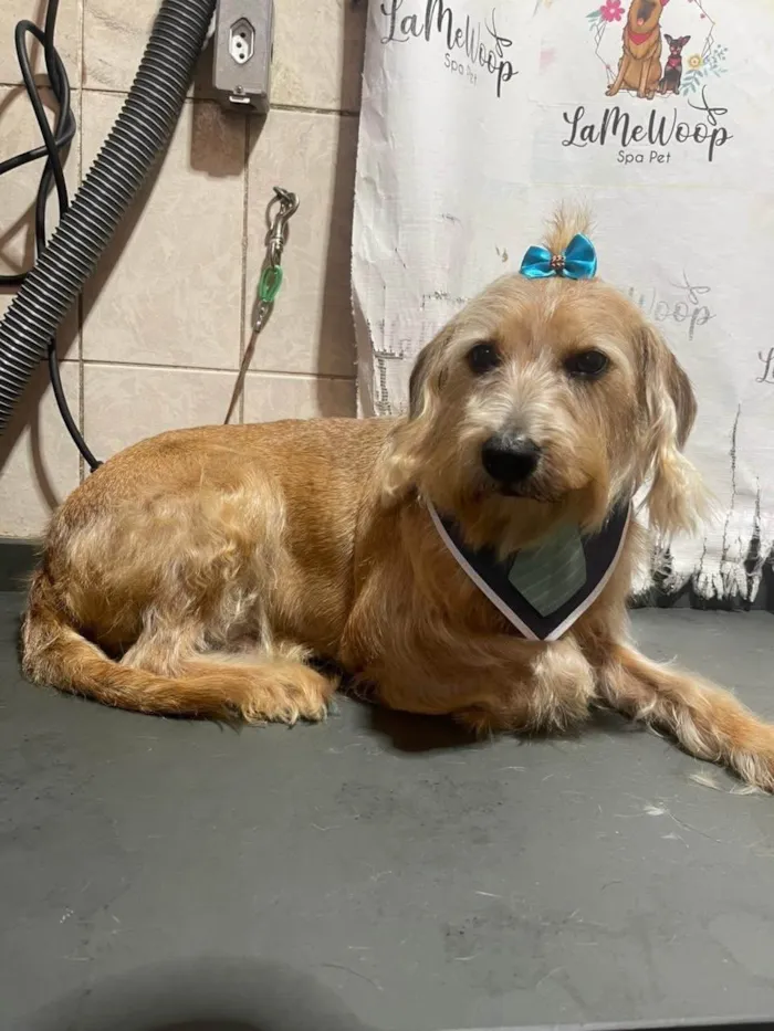 Cachorro ra a SRD-ViraLata idade 3 anos nome Loirinho doce
