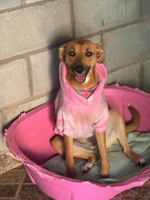 Cachorro raça SRD-ViraLata idade 1 ano nome Nina 