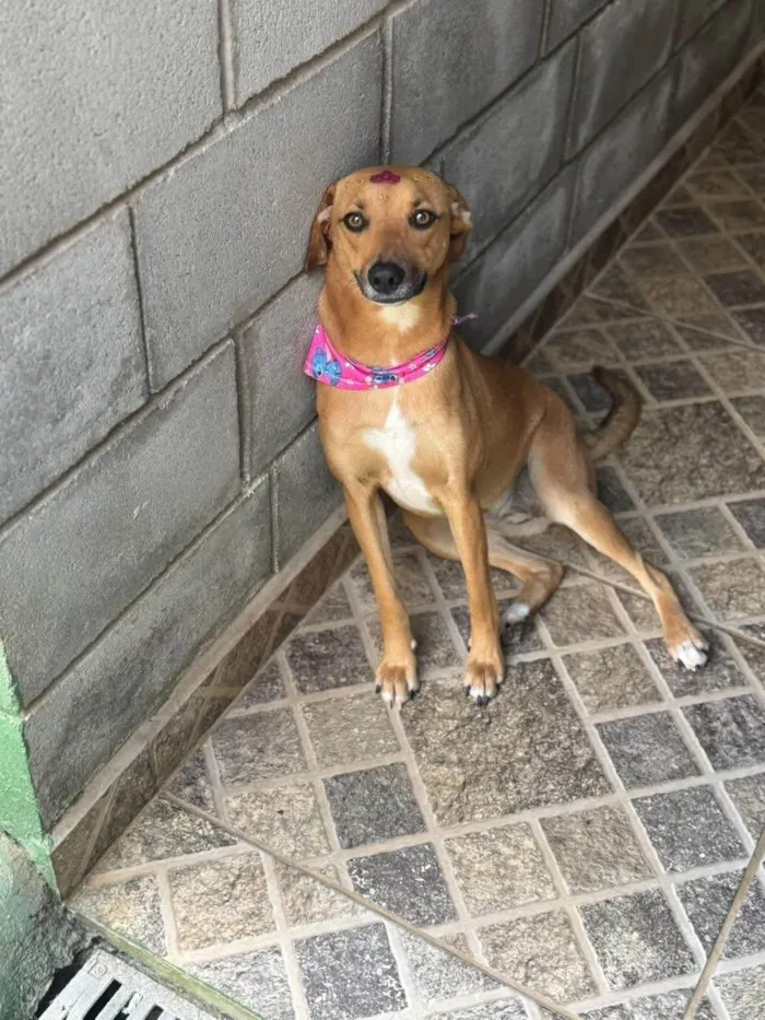 Cachorro ra a SRD-ViraLata idade 1 ano nome Nina 