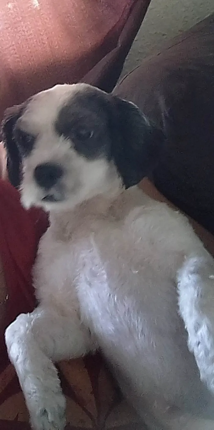 Cachorro ra a SRD-ViraLata idade 5 anos nome Lup