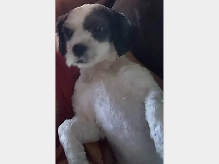 Cachorro ra a SRD-ViraLata idade 5 anos nome Lup