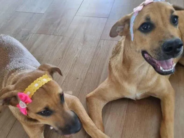 Cachorro ra a SRD-ViraLata idade 2 a 6 meses nome Falar com Fernanda - Whats 16 99777-3560
