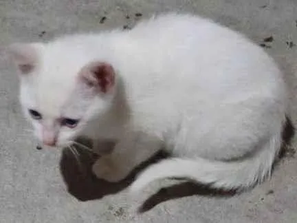 Gato ra a SRD-ViraLata idade Abaixo de 2 meses nome Falar com Josiane - Whats 11 91576-1236
