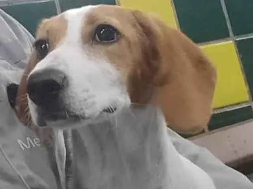 Cachorro ra a SRD-ViraLata idade 2 a 6 meses nome Falar com Philipe - Whats 21 99639-6778