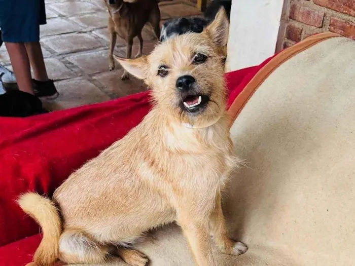 Cachorro ra a SRD-ViraLata idade 2 anos nome Henrique 