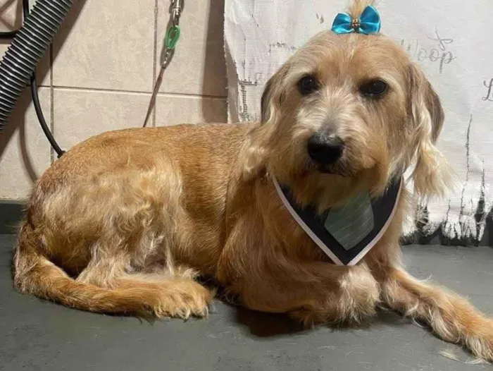 Cachorro ra a SRD-ViraLata idade 3 anos nome Loirinho doce