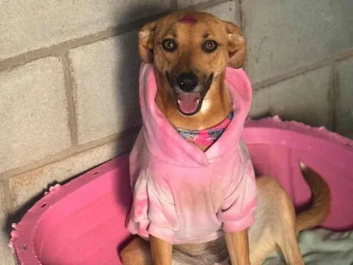 Cachorro ra a SRD-ViraLata idade 1 ano nome Nina 