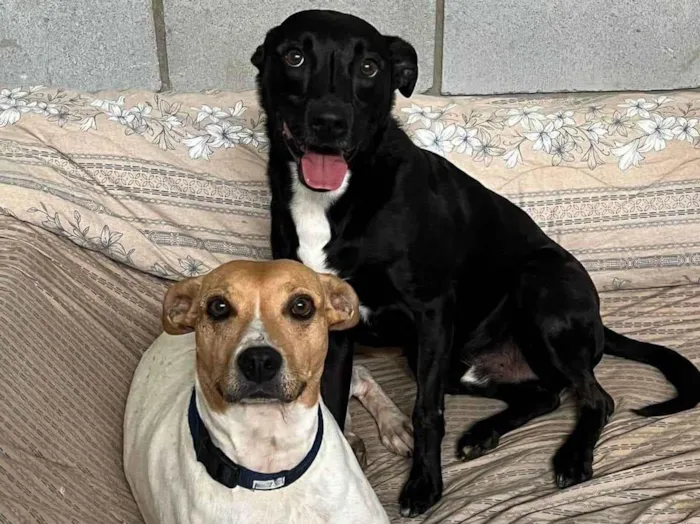Cachorro ra a SRD-ViraLata idade 3 anos nome Beethoven