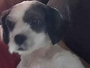 Cachorro raça SRD-ViraLata idade 5 anos nome Lup