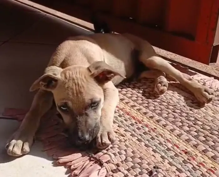 Cachorro ra a SRD-ViraLata idade 2 a 6 meses nome Filhote caramelo 