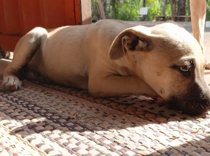Cachorro ra a SRD-ViraLata idade 2 a 6 meses nome Filhote caramelo 