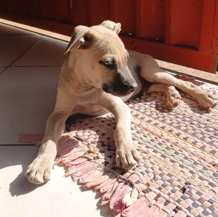 Cachorro ra a SRD-ViraLata idade 2 a 6 meses nome Filhote caramelo 