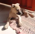 Filhote caramelo