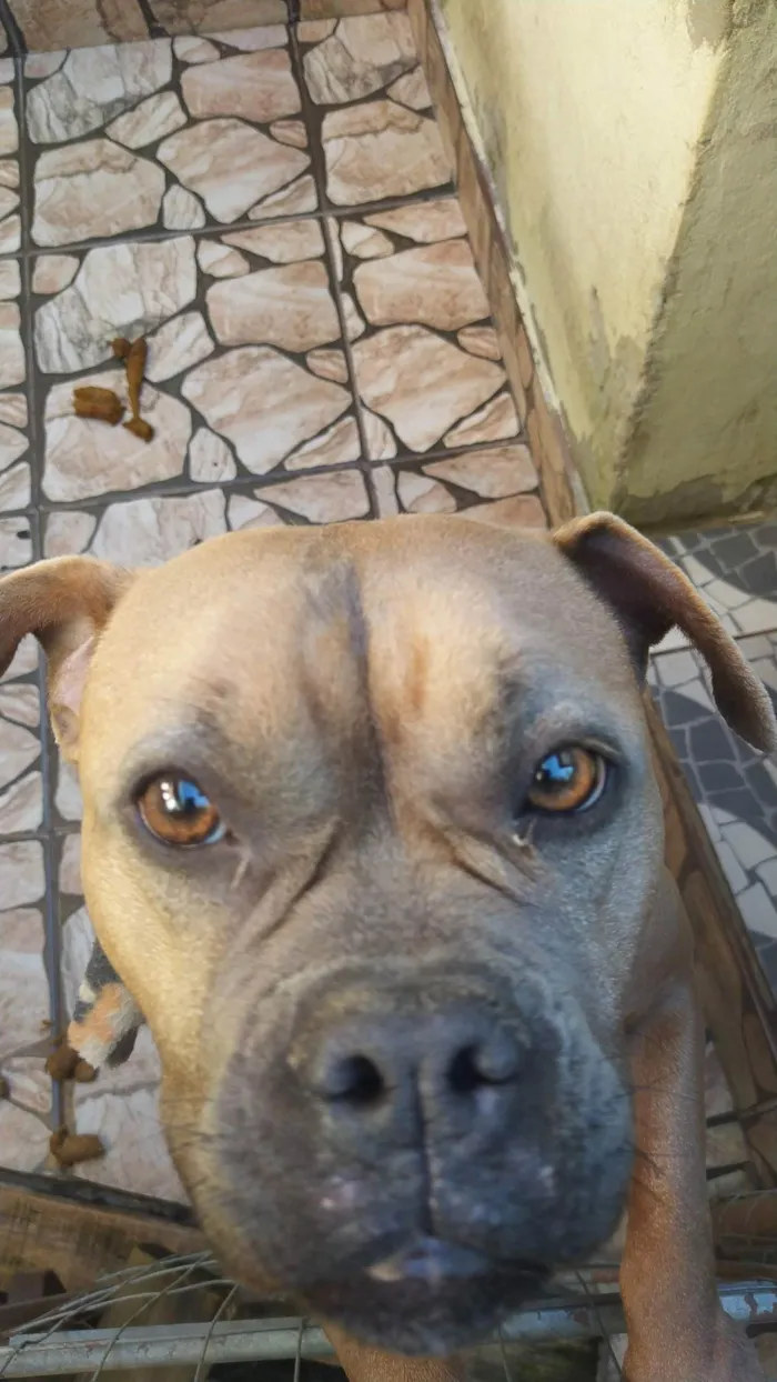 Cachorro ra a Pit-Bull idade 4 anos nome Zara