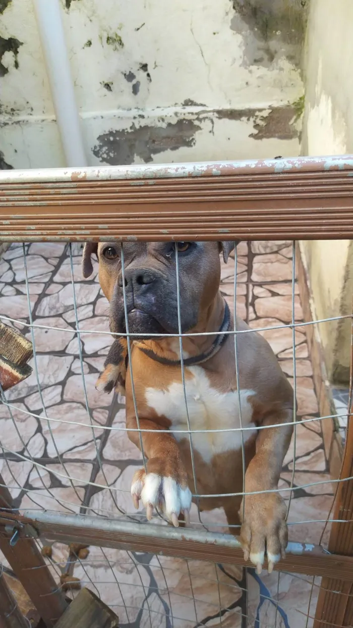 Cachorro ra a Pit-Bull idade 4 anos nome Zara