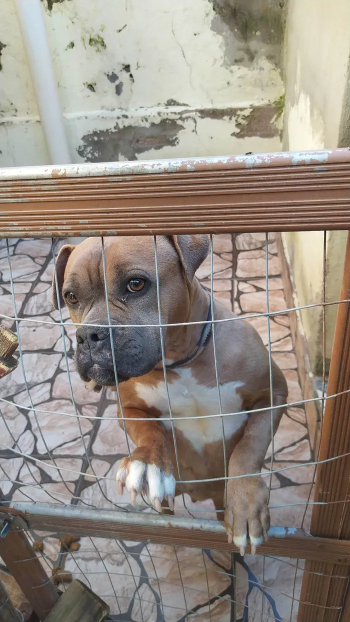 Cachorro ra a Pit-Bull idade 4 anos nome Zara