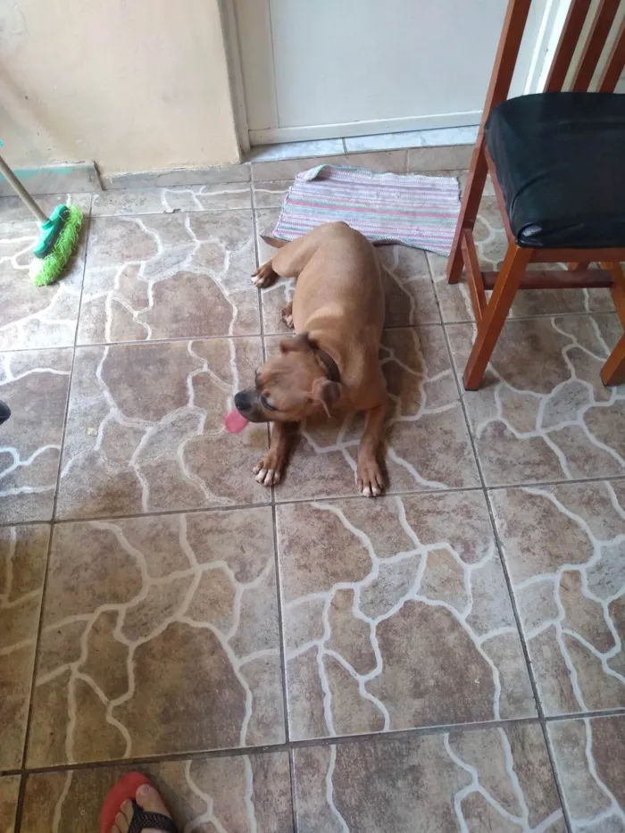 Cachorro ra a Pit-Bull idade 4 anos nome Zara