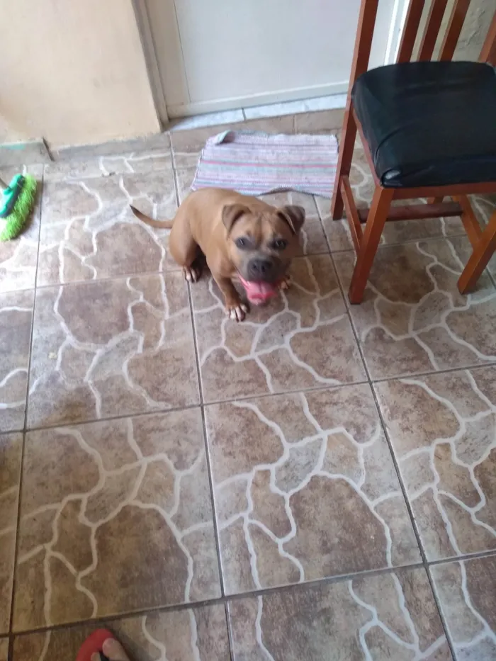 Cachorro ra a Pit-Bull idade 4 anos nome Zara