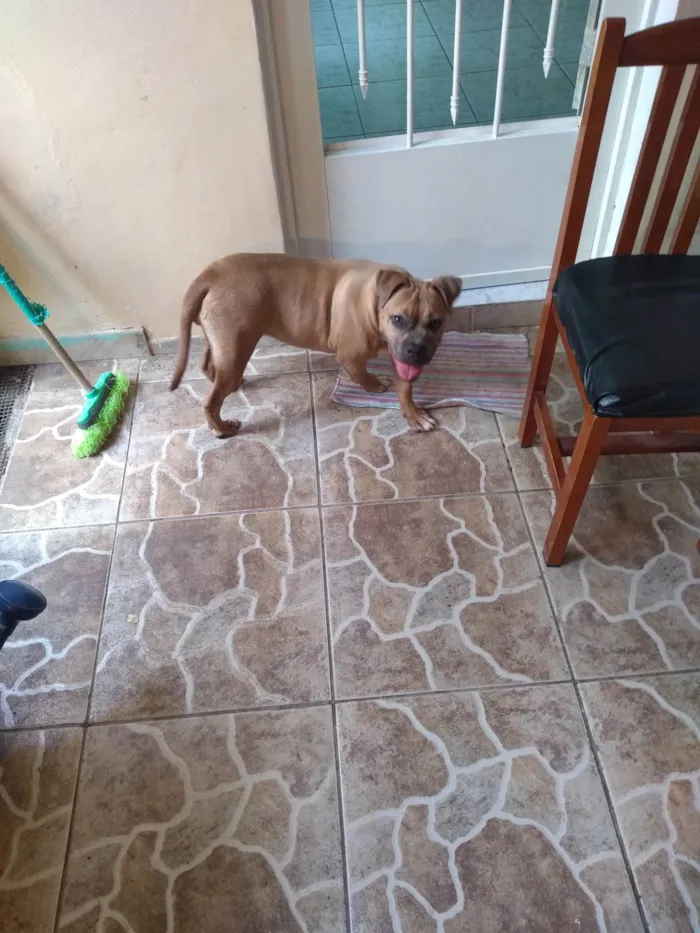Cachorro ra a Pit-Bull idade 4 anos nome Zara