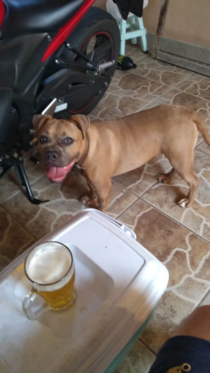 Cachorro ra a Pit-Bull idade 4 anos nome Zara