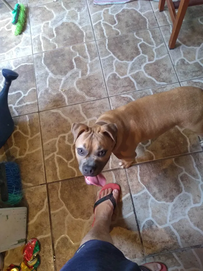 Cachorro ra a Pit-Bull idade 4 anos nome Zara