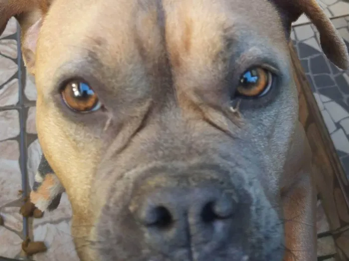 Cachorro ra a Pit-Bull idade 4 anos nome Zara