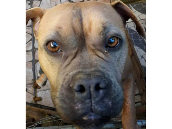 Cachorro ra a Pit-Bull idade 4 anos nome Zara