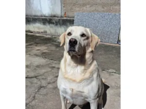 Cachorro raça Labrador idade 4 anos nome Luke