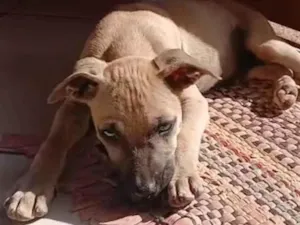 Cachorro raça SRD-ViraLata idade 2 a 6 meses nome Filhote caramelo 