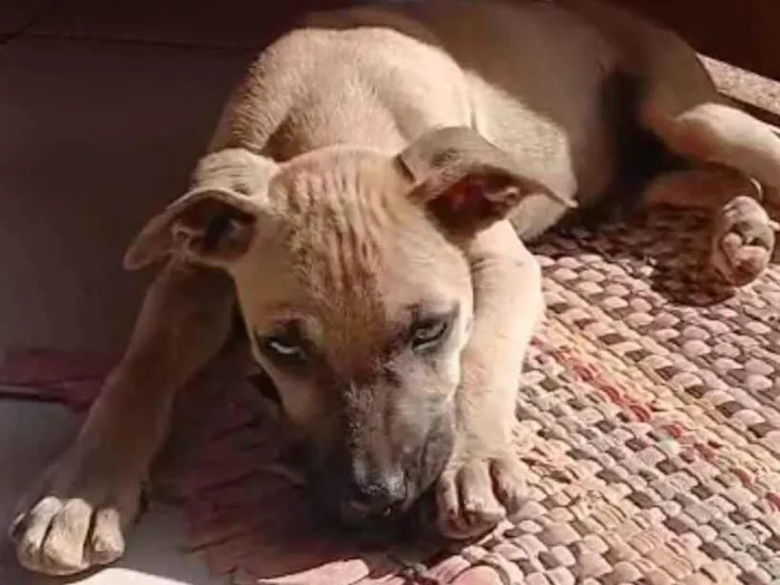 Cachorro ra a SRD-ViraLata idade 2 a 6 meses nome Filhote caramelo 