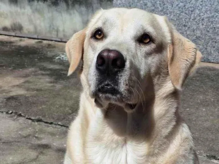 Cachorro ra a Labrador idade 4 anos nome Luke