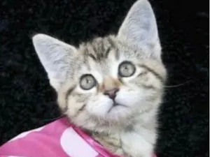 Gato raça SRD-ViraLata idade 2 a 6 meses nome Mina 