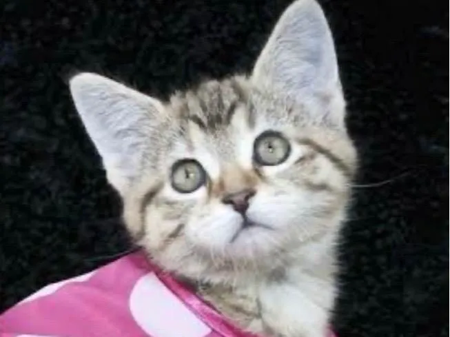 Gato ra a SRD-ViraLata idade 2 a 6 meses nome Mina 