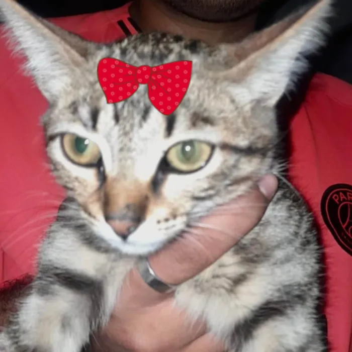 Gato ra a SRD-ViraLata idade 2 a 6 meses nome Tina 