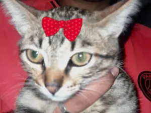 Gato raça SRD-ViraLata idade 2 a 6 meses nome Tina 