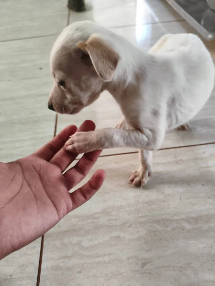 Cachorro ra a SRD-ViraLata idade Abaixo de 2 meses nome Sem nome