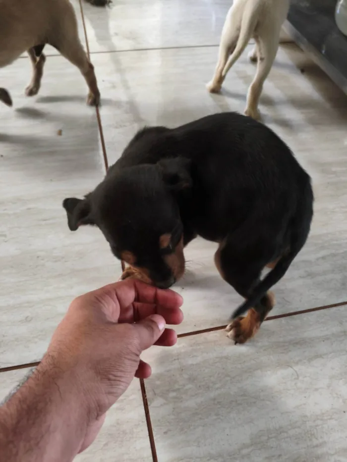 Cachorro ra a SRD-ViraLata idade Abaixo de 2 meses nome Sem nome