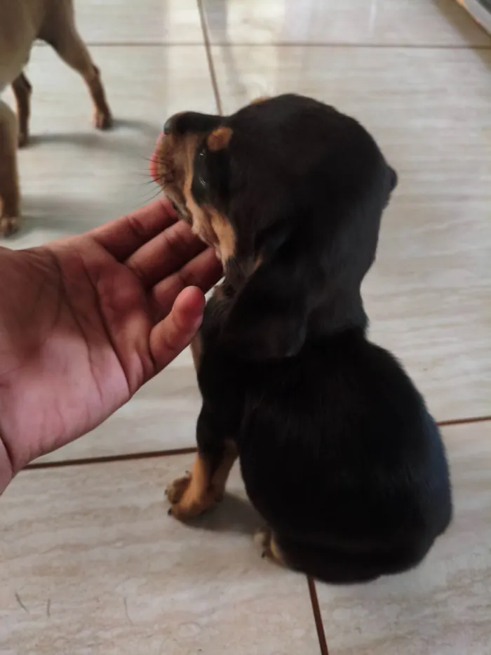 Cachorro ra a SRD-ViraLata idade Abaixo de 2 meses nome Sem nome