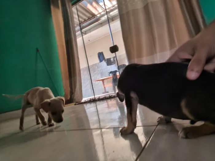 Cachorro ra a SRD-ViraLata idade Abaixo de 2 meses nome Sem nome