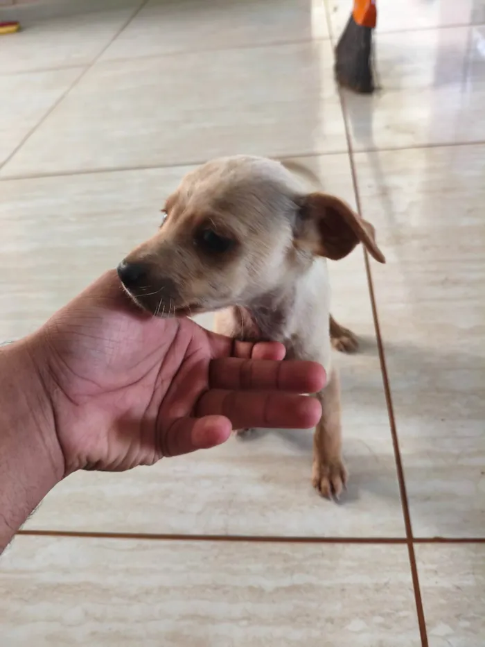 Cachorro ra a SRD-ViraLata idade Abaixo de 2 meses nome Sem nome