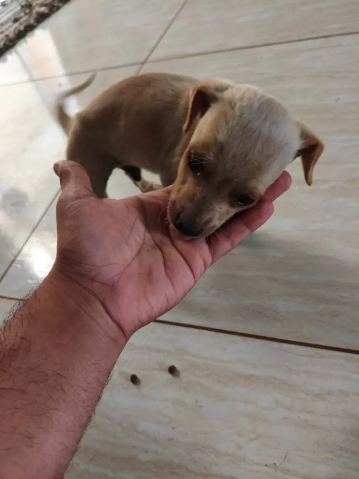 Cachorro ra a SRD-ViraLata idade Abaixo de 2 meses nome Sem nome