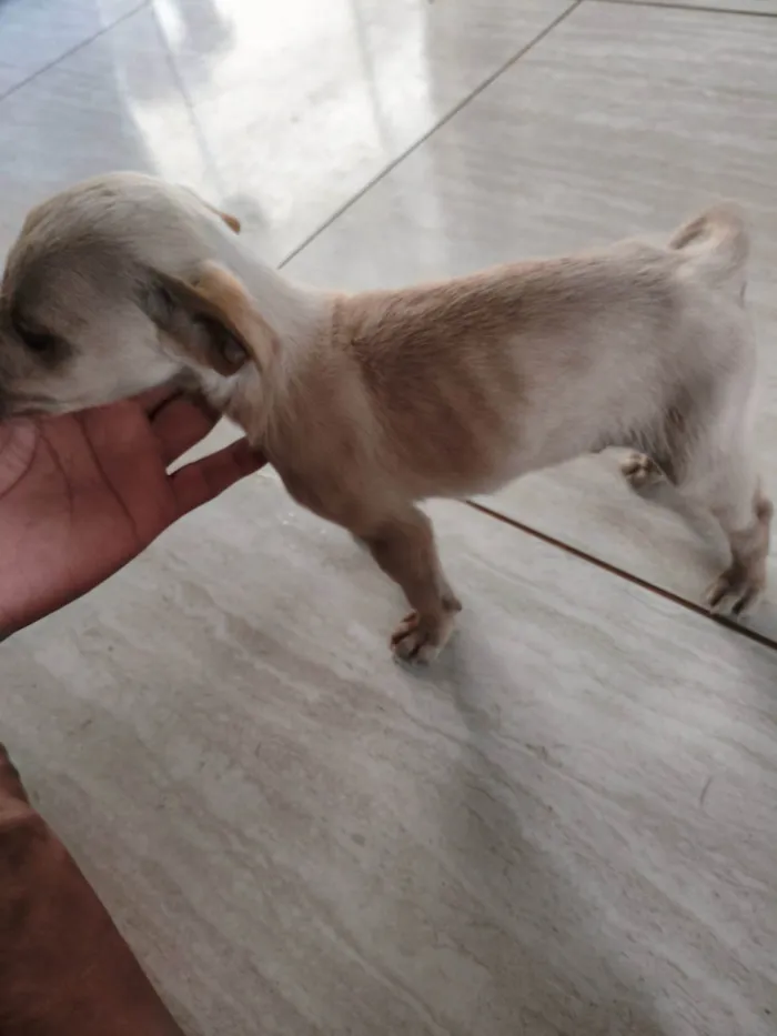 Cachorro ra a SRD-ViraLata idade Abaixo de 2 meses nome Sem nome