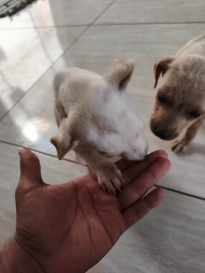 Cachorro ra a SRD-ViraLata idade Abaixo de 2 meses nome Sem nome