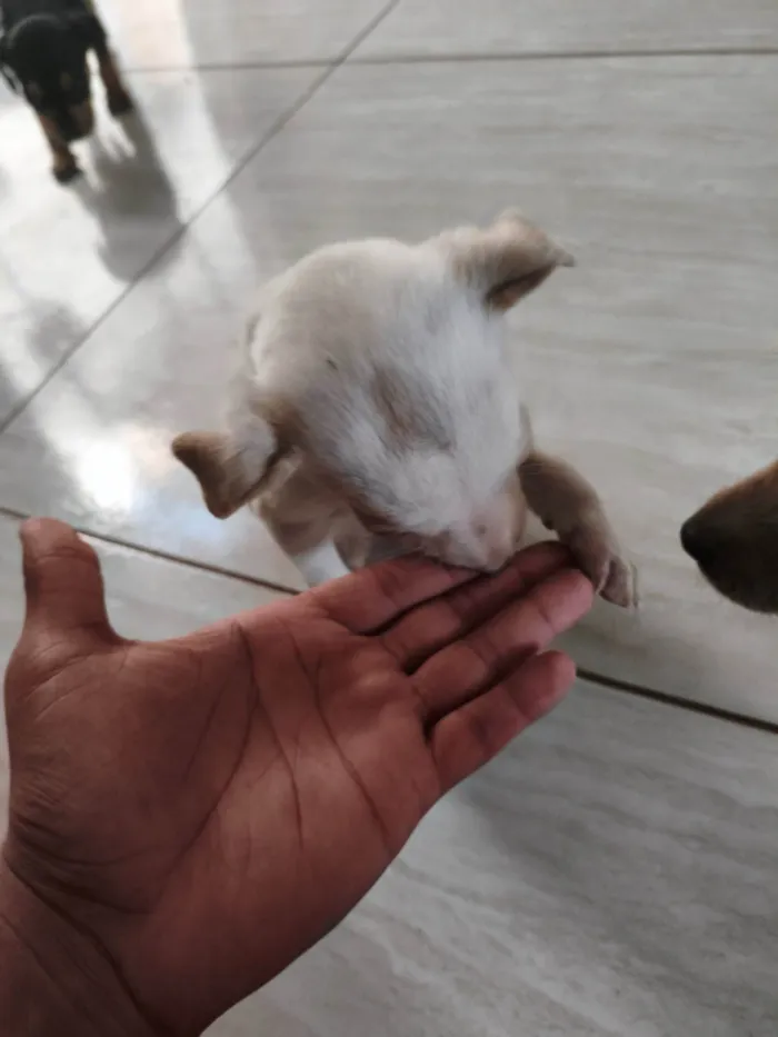 Cachorro ra a SRD-ViraLata idade Abaixo de 2 meses nome Sem nome
