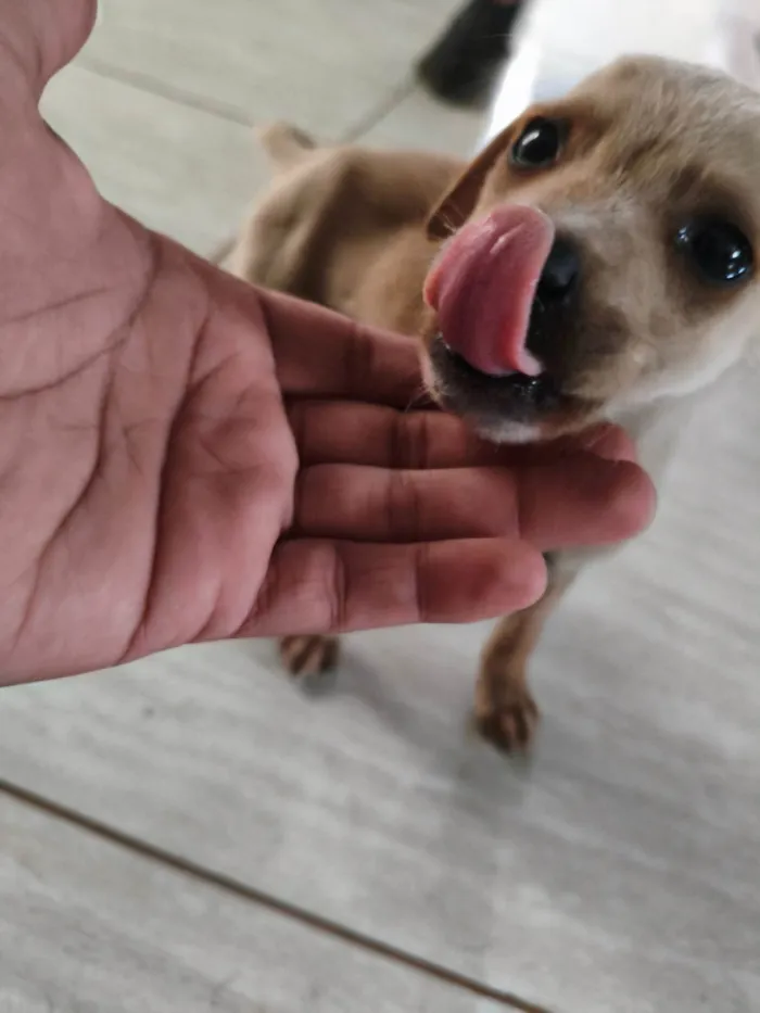 Cachorro ra a SRD-ViraLata idade Abaixo de 2 meses nome Sem nome