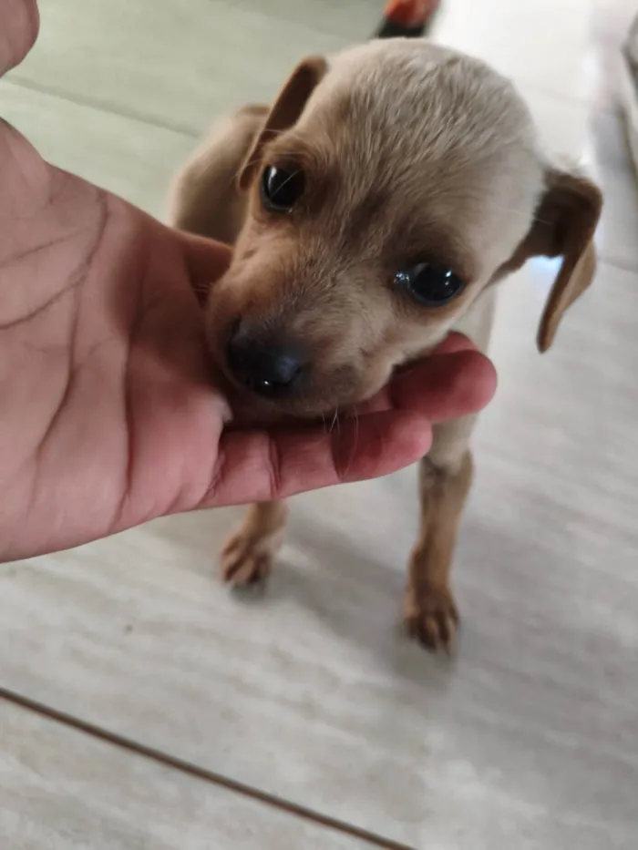 Cachorro ra a SRD-ViraLata idade Abaixo de 2 meses nome Sem nome