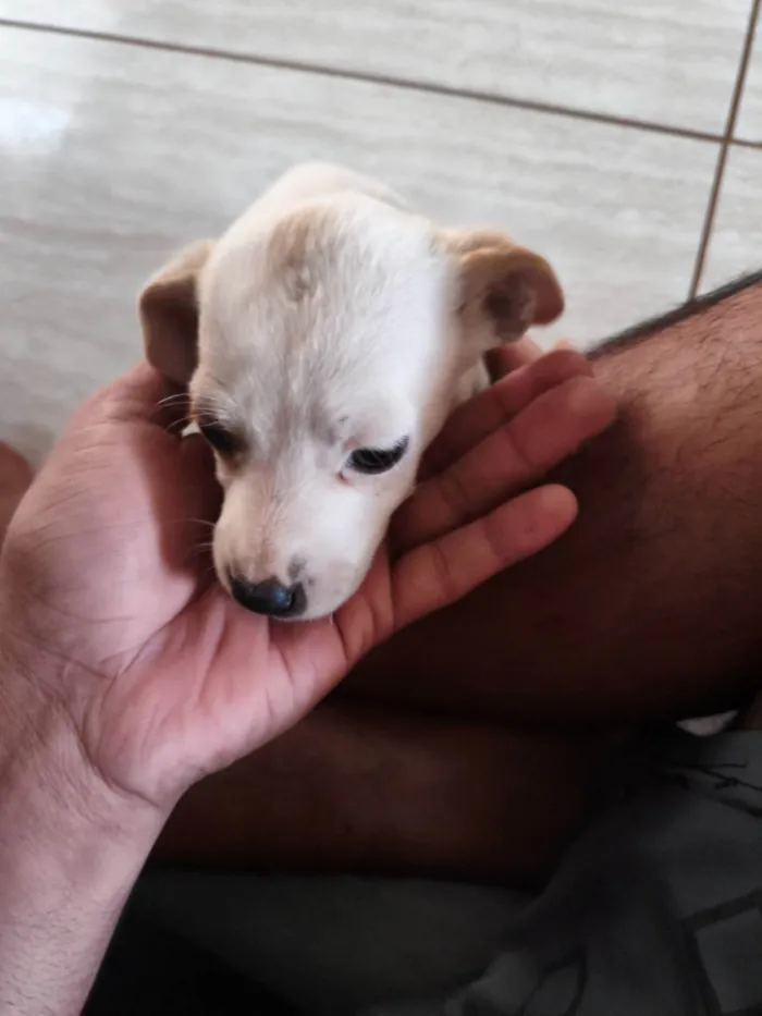 Cachorro ra a SRD-ViraLata idade Abaixo de 2 meses nome Sem nome