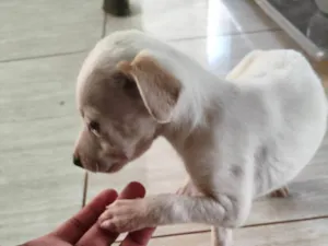 Cachorro raça SRD-ViraLata idade Abaixo de 2 meses nome Sem nome