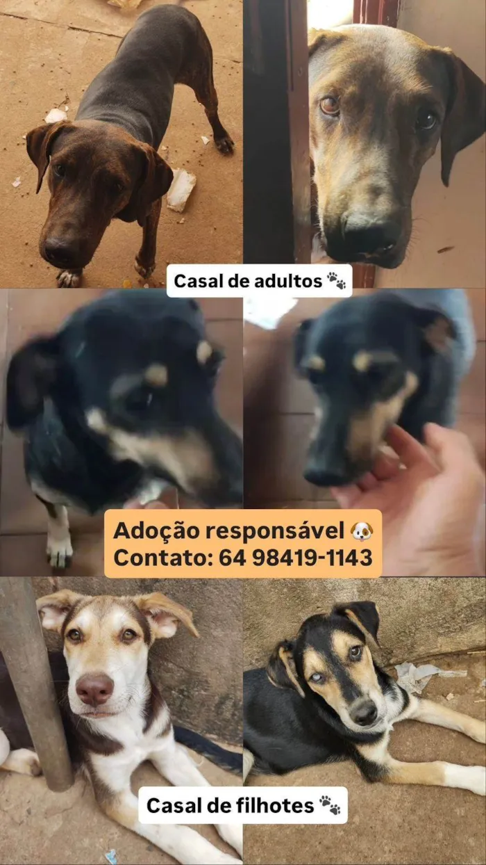 Cachorro ra a SRD-ViraLata idade 2 a 6 meses nome Nero/ Shakira/ Piquitucha/Roger 