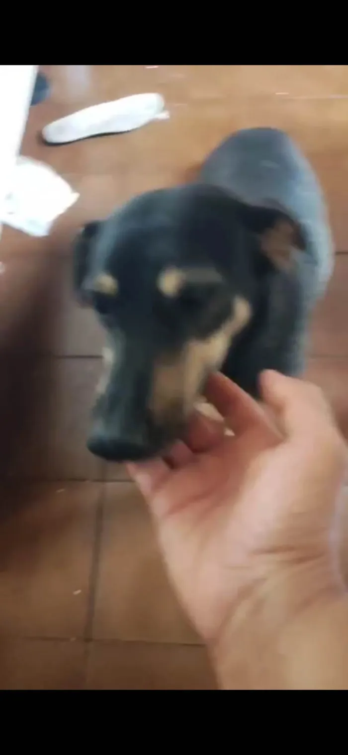 Cachorro ra a SRD-ViraLata idade 2 a 6 meses nome Nero/ Shakira/ Piquitucha/Roger 